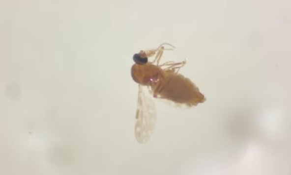 Amazonas tem surto de Febre Oropouche com mais de 1,6 mil casos