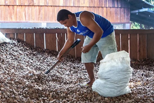 Castanha impulsiona desenvolvimento sustentável na Amazônia