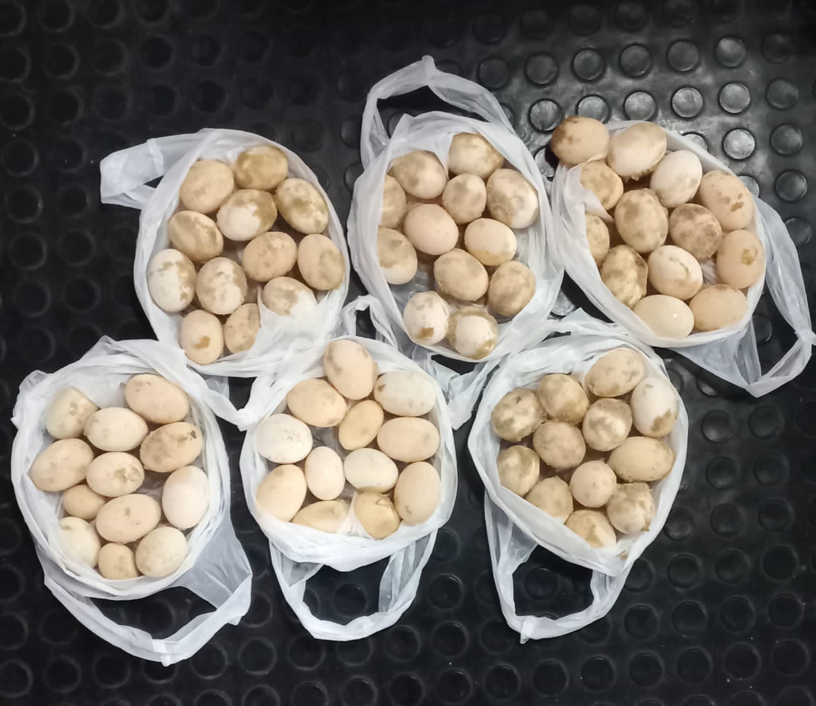 Policiais apreendem ovos de tartaruga e quelônios em embarcação no Amazonas