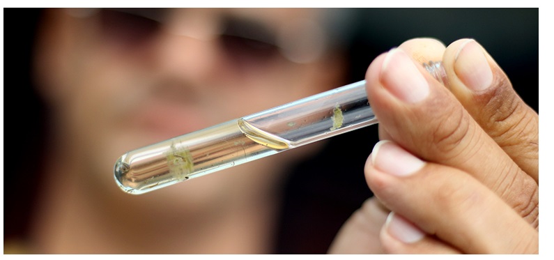 Ivermectina é ineficaz contra dengue, alerta Ministério da Saúde