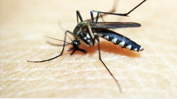 Ministra da Saúde alerta sobre aumento de casos de dengue no Brasil