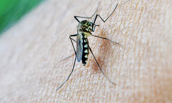 Rio de Janeiro confirma primeira morte por dengue
