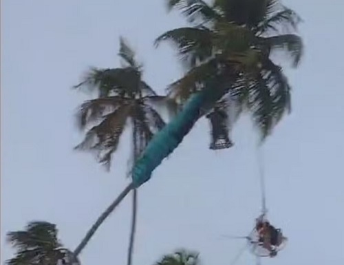 Paramotor bate em coqueiro e piloto fica pendurado a 10 metros de altura