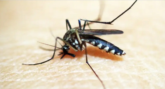 Sobe para 113 o número de mortes por dengue no Brasil