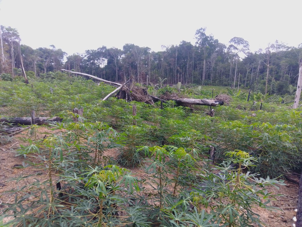 Desocupação de área rural é suspensa após ação da Defensoria do Amazonas