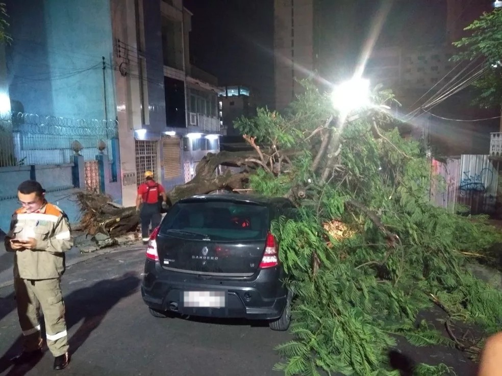Manaus realiza ação para prevenir queda de árvores no período chuvoso