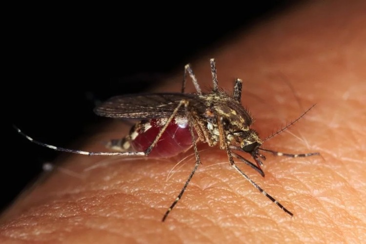 Brasil é país com mais casos de dengue no mundo, mostram dados da OMS