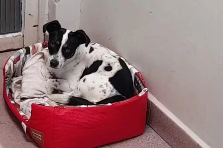 Homem processado pelo próprio cachorro faz acordo com MP