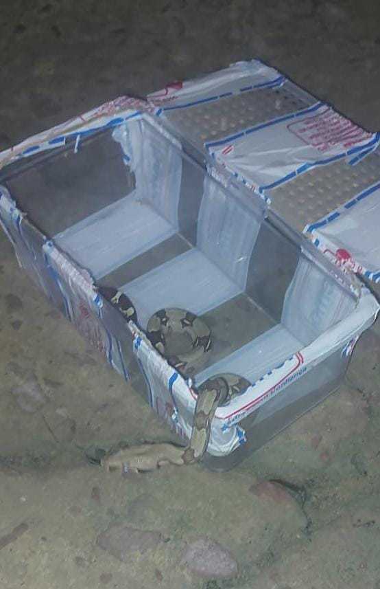 Jiboia é encontrada dentro de loja em Manaus