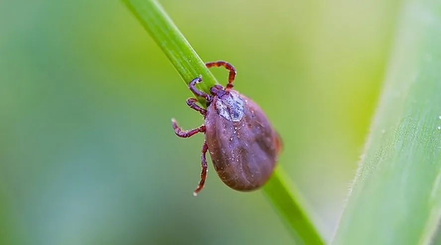Padre leva picada de carrapato, sofre surto psicótico e decepa o próprio pênis