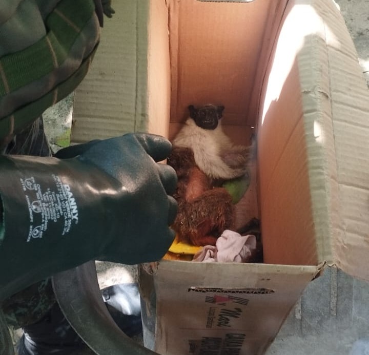 Sauim-de-coleira é resgatado após sofrer descarga elétrica