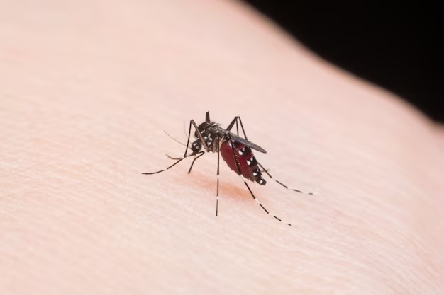 Brasil tem explosão de casos de dengue com 217 mil infectados