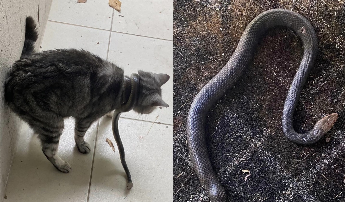 Serpente mais venenosa do mundo invade casa e se enrola em pescoço de gata