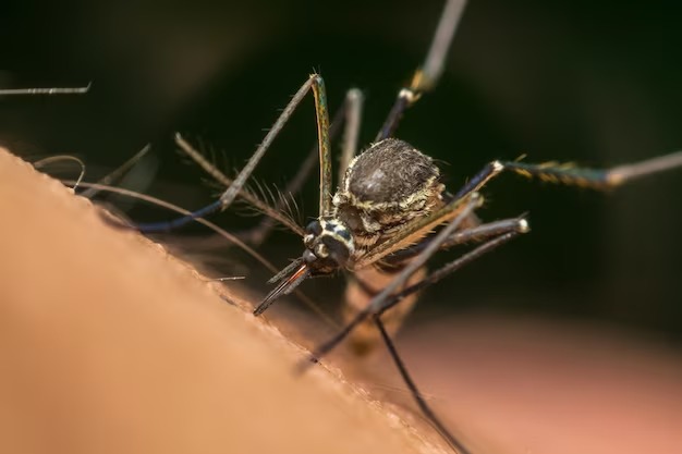 Ministério da Saúde estima que Brasil chegue a 4,2 milhões de casos de dengue