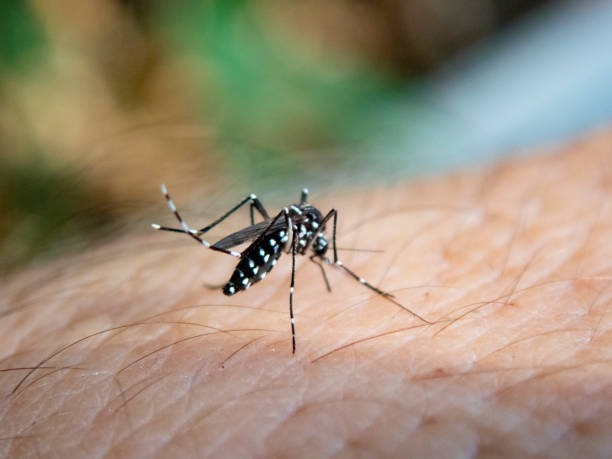 Cerca de 50% dos casos de dengue no Brasil são assintomáticos, aponta Fiocruz