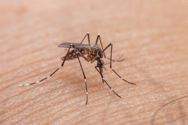 Paciente com dengue grave tem ereção por 18h; entenda sintoma raro