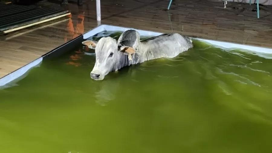 Boi invade casa e ‘mergulha’ em piscina de condomínio