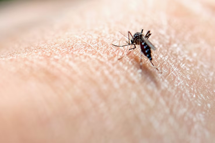 Amazonas e outros 7 estados têm tendência de queda nos casos de dengue