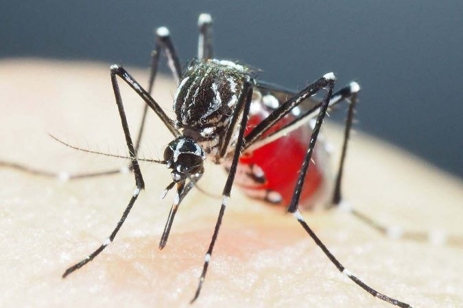 Amazonas está entre os 8 estados com queda em casos de Dengue