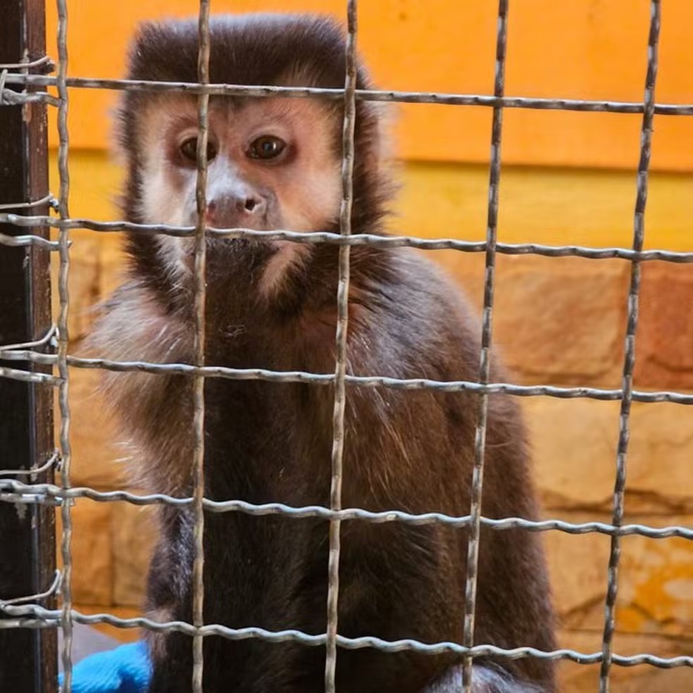 Homem é investigado por fornecer drogas e bebidas alcoólicas a macaco-prego