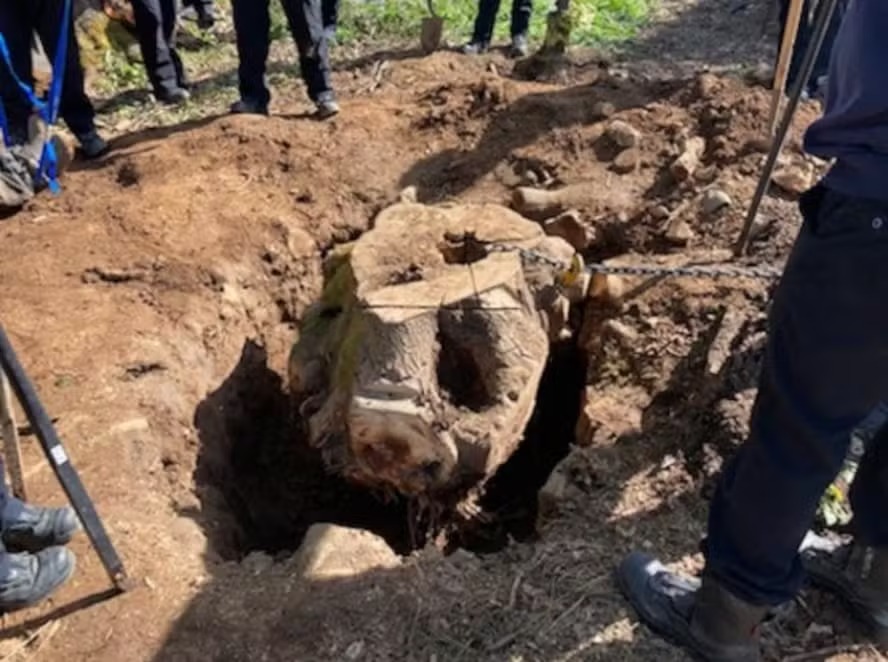 Morador morre esmagado por tronco de árvore de meia tonelada