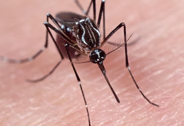 Casos de dengue ultrapassam 4 milhões no Brasil