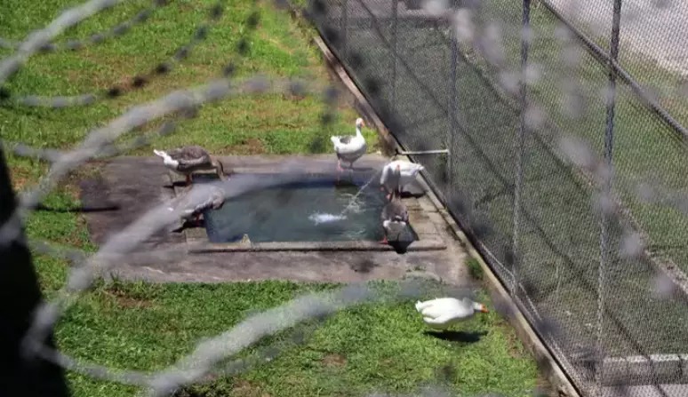 Gansos assumem papel de vigilantes em penitenciária de segurança máxima