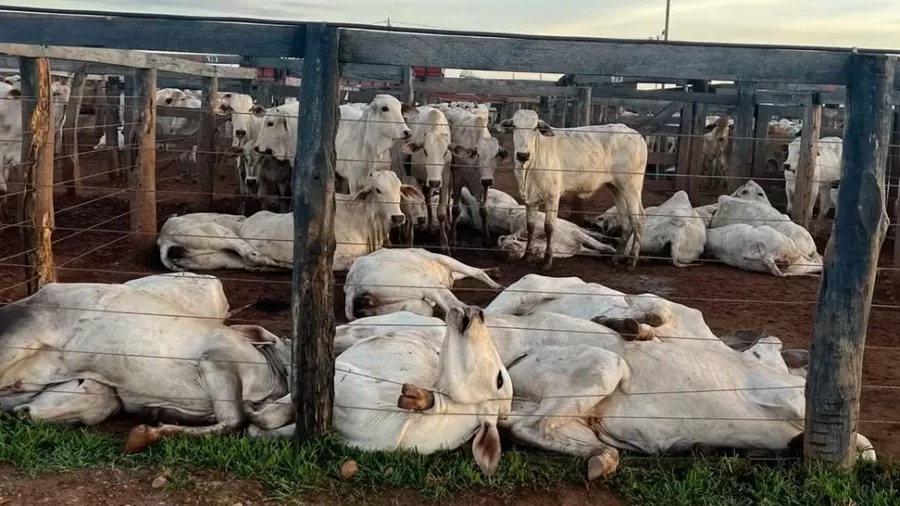 Cabo de alta tensão cai em curral e mata mais de 80 bois eletrocutados