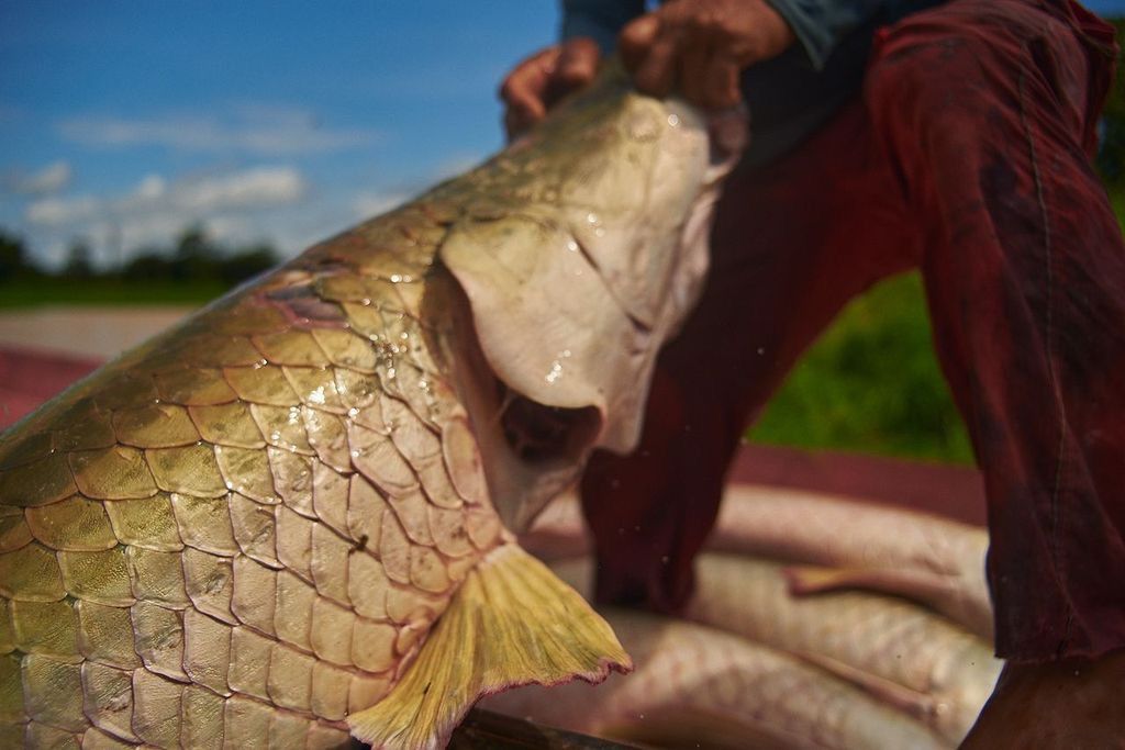 Feira do Pirarucu terá pescado a partir de R$ 5 neste sábado em Manaus