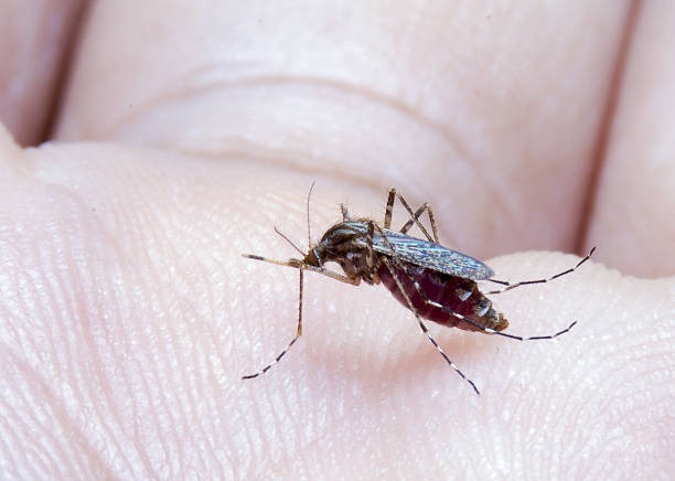 Casos de Febre Oropouche aumentam no Brasil; Amazonas lidera ranking