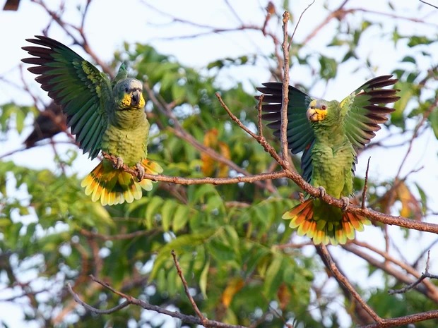 Turismo de Observação de Aves é Tendência no Amazonas