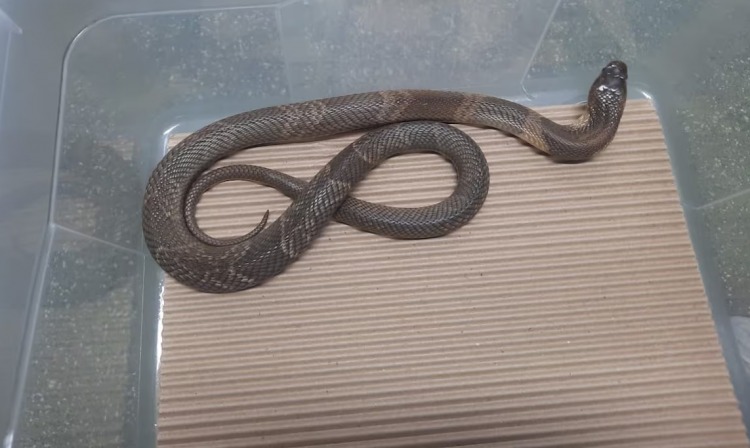 Naja desaparecida no Butantan é encontrada