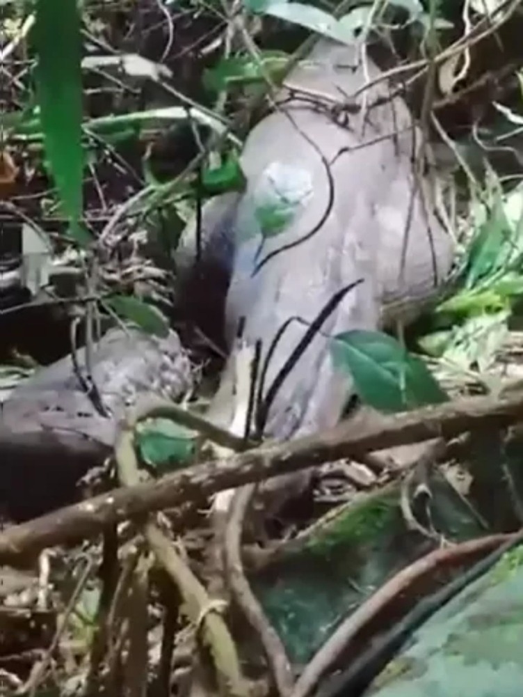 Moradores encontram píton gigante e descobrem que animal engoliu mulher
