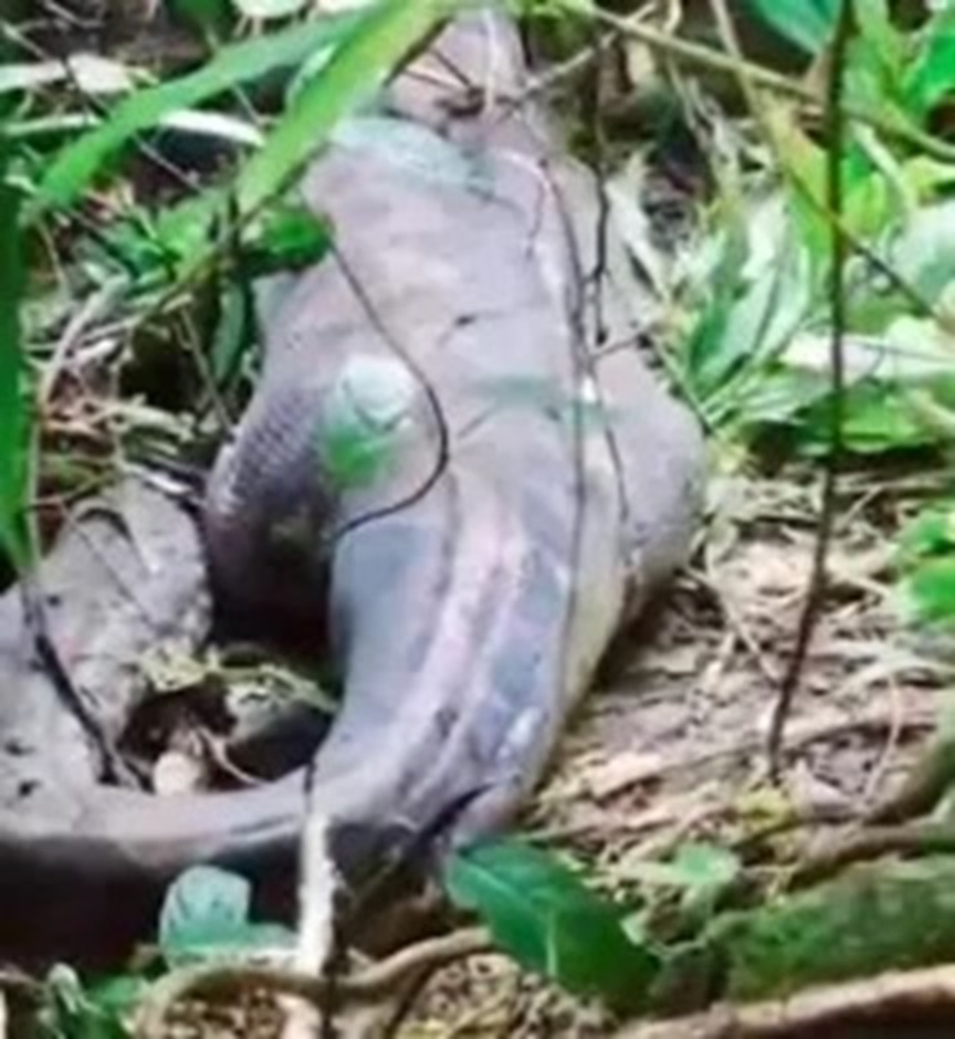 Mulher sai para ir ao mercado e é engolida por cobra píton gigante
