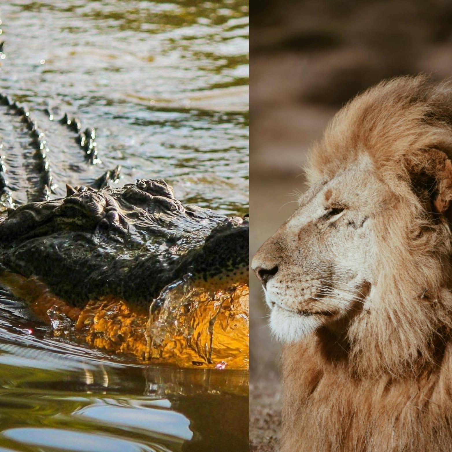 Leão de 3 patas atravessa rio infestado de crocodilos para procurar fêmeas