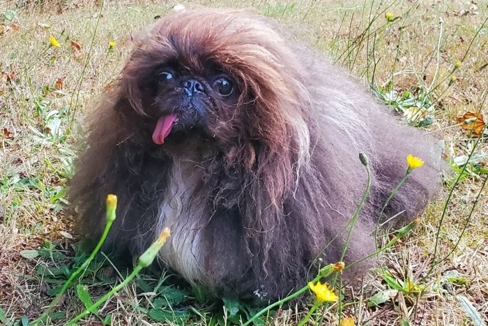 Concurso elege o cachorro mais feio do mundo