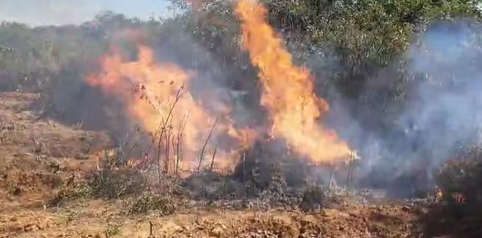 Em três dias, mais de 92 mil pés de maconha são queimados na Bahia