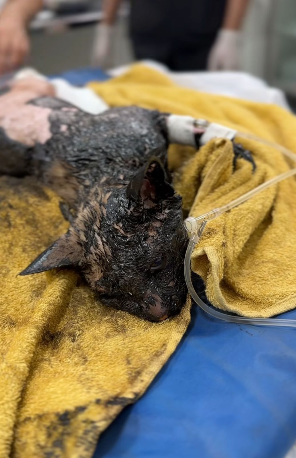 Gato é encontrado coberto de piche no Cidade Nova