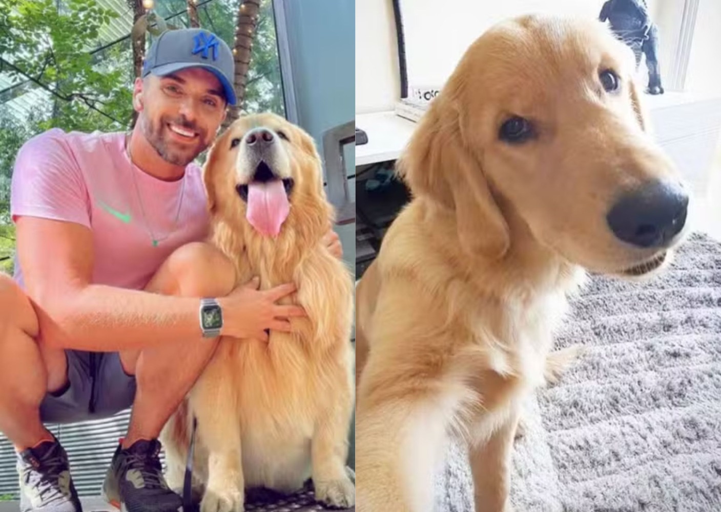 Laudo revela causa da morte do cão Joca em voo da Gol