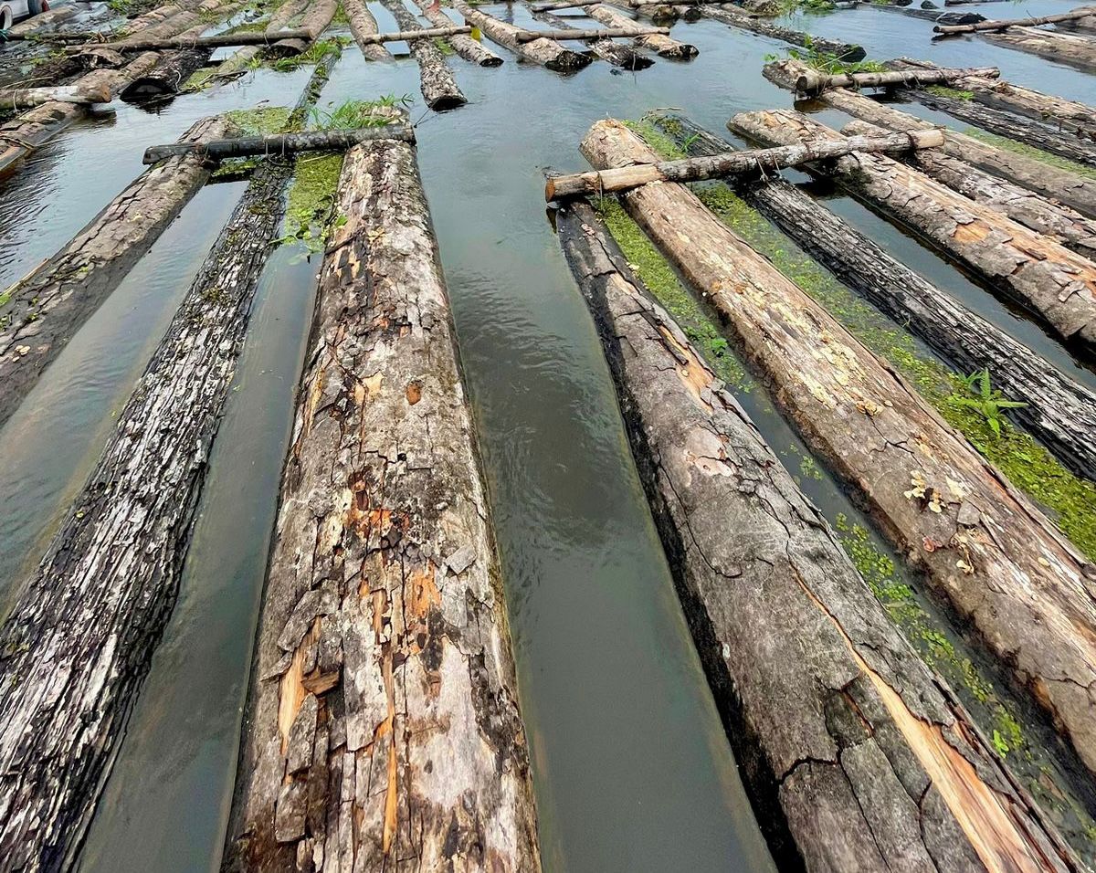 Cerca de 600 toras de madeira ilegal são apreendidas no Amazonas