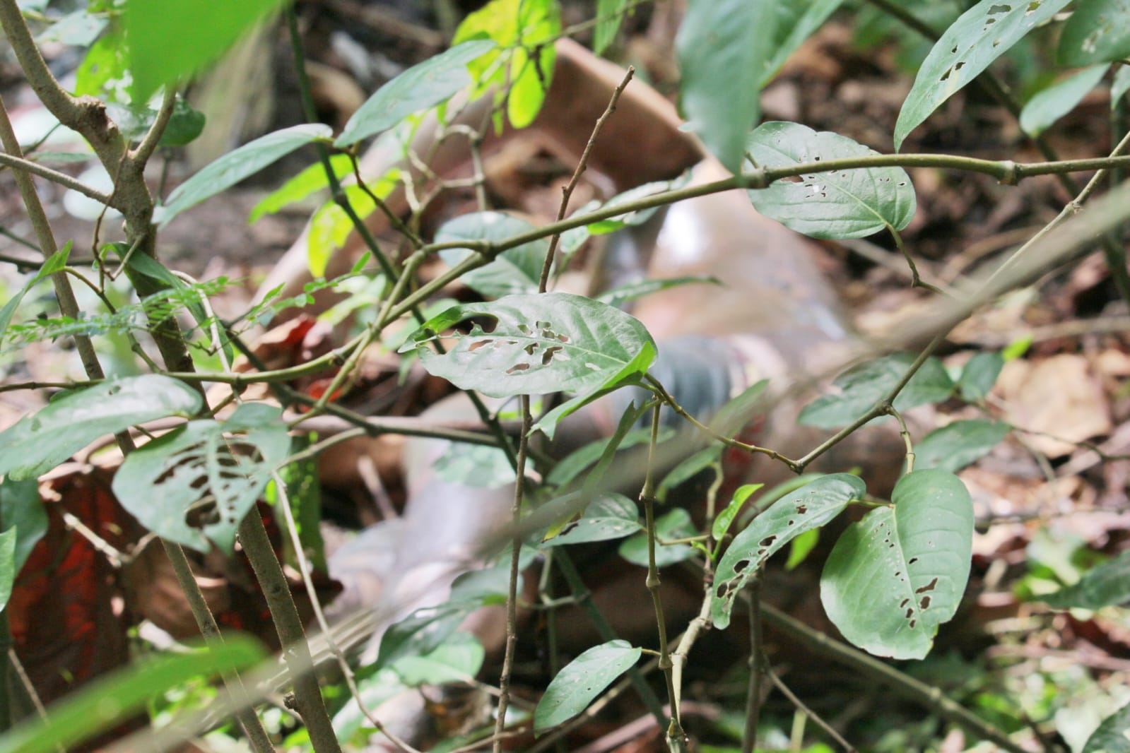 Corpo de homem é encontrado apodrecendo em área de mata no Aleixo