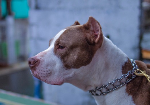 Idoso é preso por maus-tratos a pitbull