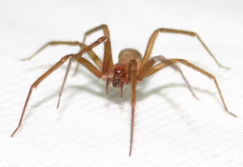 Jovem morre ao ser picado por aranha-violinista