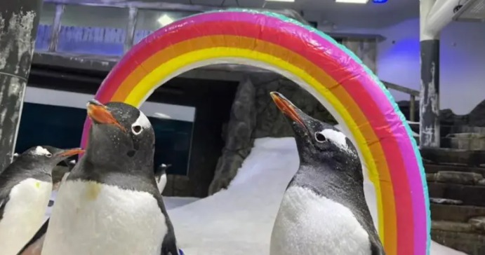 Pinguim famoso por 'casamento gay' morre na Austrália 