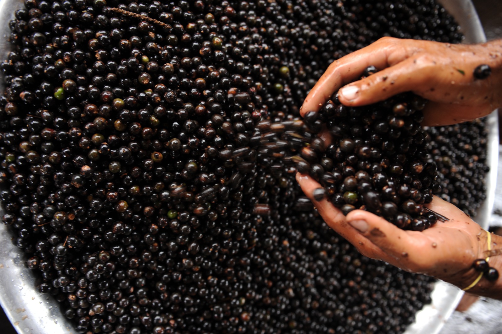 Amazonas é destaque em sustentabilidade ambiental, segundo pesquisa