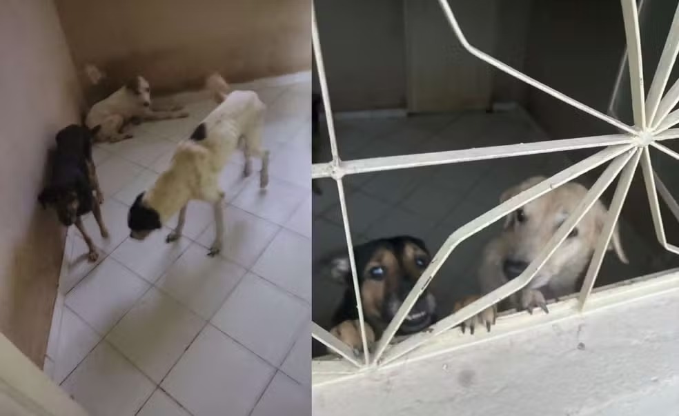 Tenente da PM preso por maltratar cachorros é solto