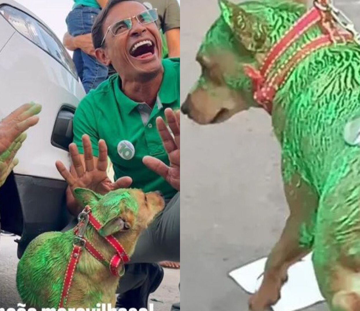 Candidato a prefeito posa com cão pintado de verde em evento e gera revolta