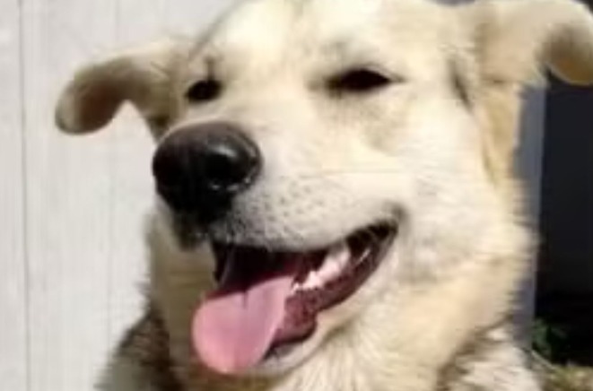 Mãe é investigada por pagar R$ 100 para matar cachorro da própria filha