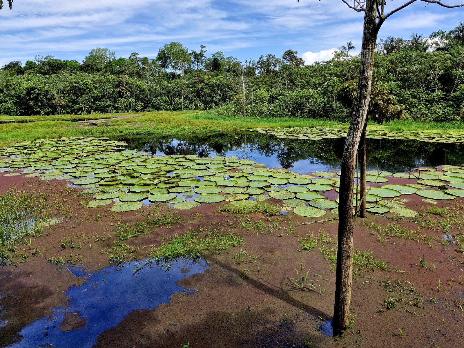 Dia da Amazônia: Especialista destaca importância da preservação