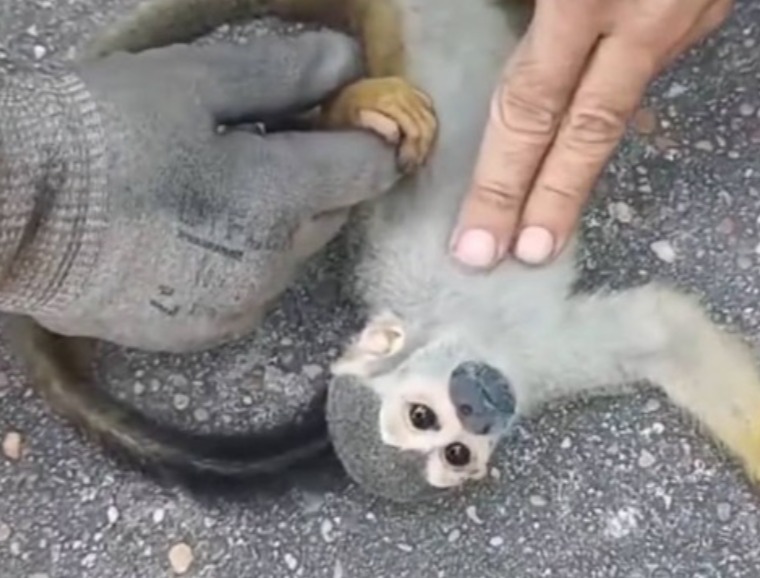 Macaco é reanimado por bombeiros após incêndio em Manaus